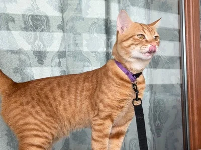 Котик Оскар, 1 год