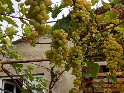 3 room Private House For Rent. Chugureti