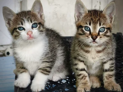 Котята в добрые руки