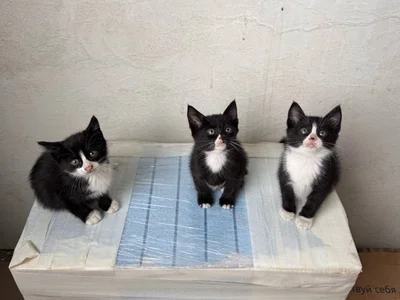 Котята в добрые руки