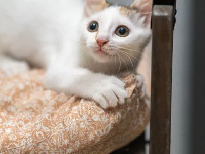 Корзина для белья