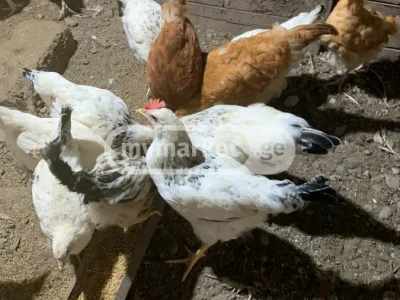 Курица