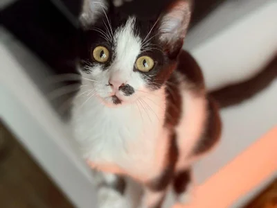 Кот Шуфутинский младший в добрые руки