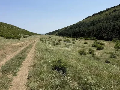 Участок Лиси
