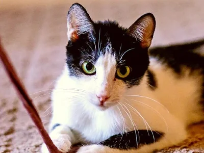 Котик Ирис