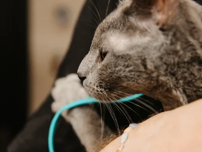 Котёнок Грогу, русский голубой, 9 месяцев