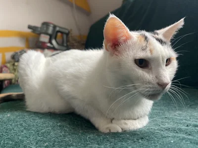 Кошки Плюшка и Айза в добрые руки