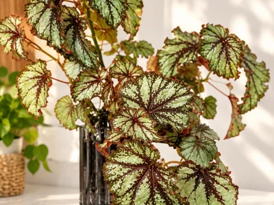 Комнатное растение Бегония сорт Orange county