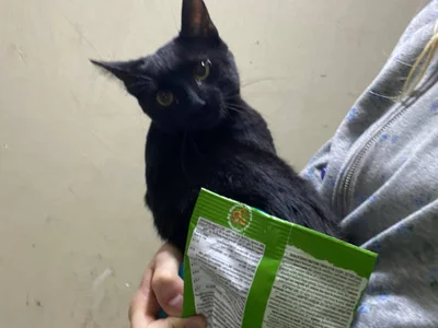 Маленькая чёрная кошечка