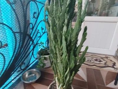 Кактус