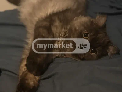 Кошка