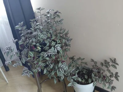 Кастрюля