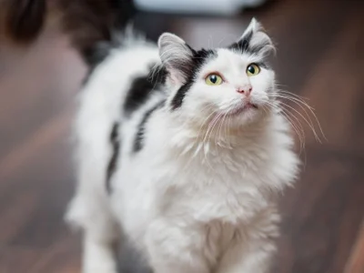 Персидская кошка