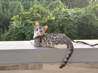 Котенок Леопардик
