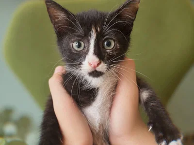 Котенок Гербера
