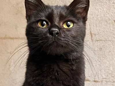 Кот Паша