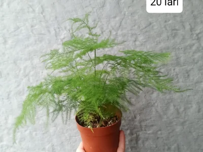 Asparagus