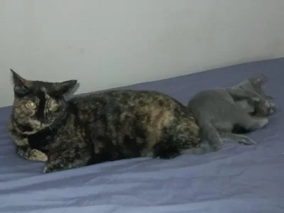 Кошка Куся