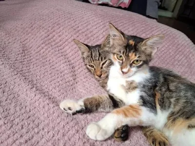 Спасенные котята
