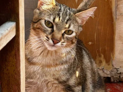 Котёнок Хлоя в добрые руки