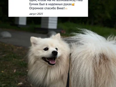 Выгул и зооняня для домашних животных