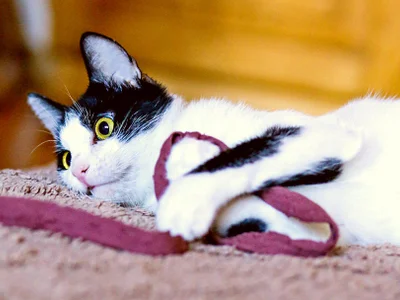 Кошка (Egyptian cat)