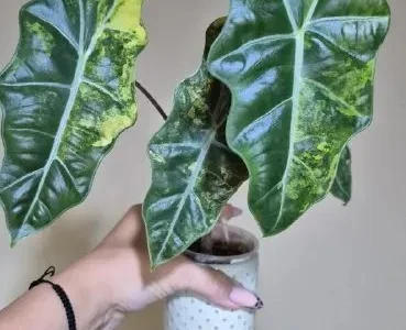 📦 **Alocasia Pseudo-Sanderiana Aurea Variegata**