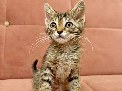 Котёнок (мальчик)