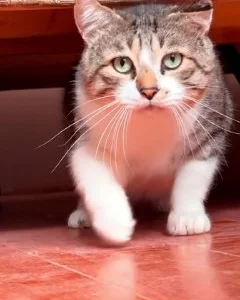 Кот Ломи в добрые руки