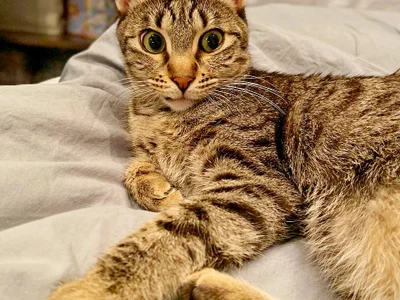 Кошка Альфа