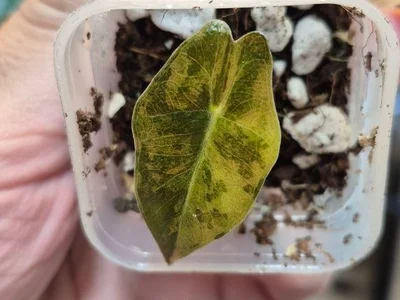 Детка Alocasia Pseudo-Sanderiana Aurea Variegata