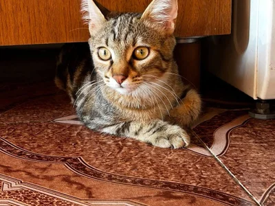 Котёнок Хлоя