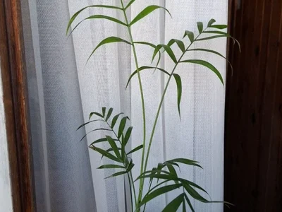 Хамедорея