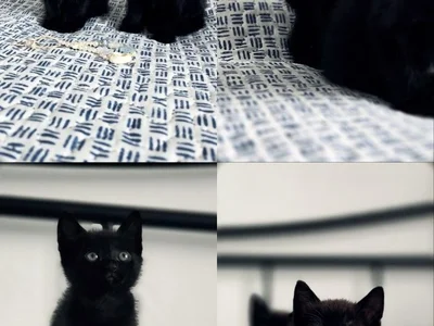 Котята (девочки)
