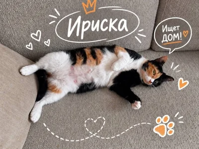 Кошечка Ириска в добрые руки