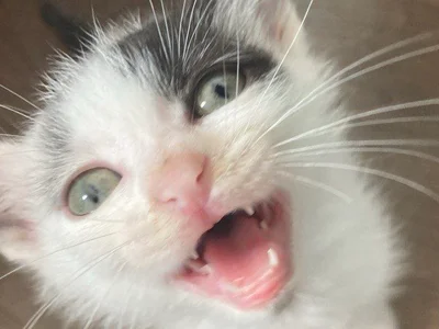 Соня - котенок ищет дом