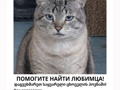 Кот домашний, серо-коричневый табби