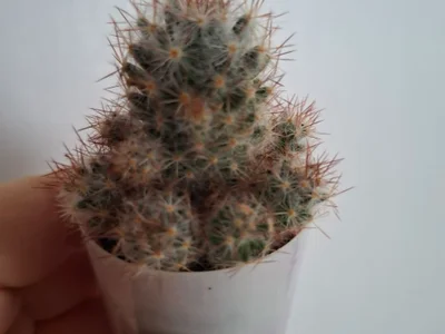 Кактусы