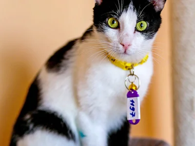 Кошка (Egyptian cat)