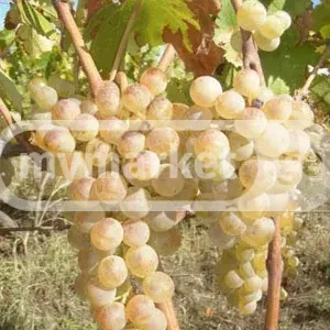 Продукт питания