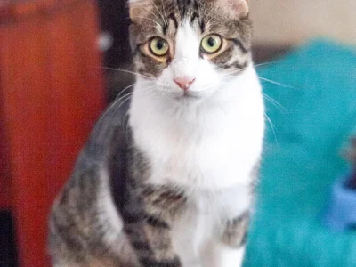 Кот Акоша