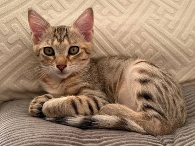 Котёнок Кхалиси