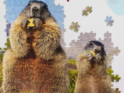 Пазл Step Puzzle с сурками 500 деталей