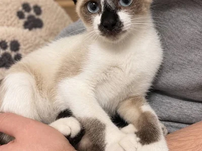 Котёнок Лотос