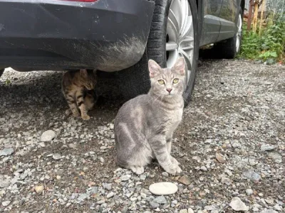 Котик