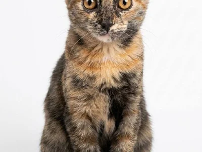 Перевозка котенка