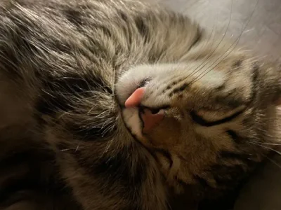 Кот Чешир