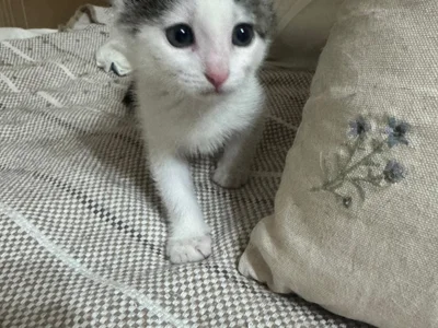 Котёнок Янью