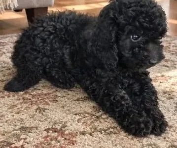 Щенок пуделя черный