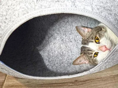 Кот Амурчик